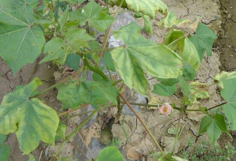  p data-id="gnb4bsrt6y">棉花黄萎病是由棉花黄萎病病原菌(黑白轮枝