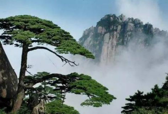 有着古朴苍劲之感的黑松 它到底是怎样的存在呢 百科ta说