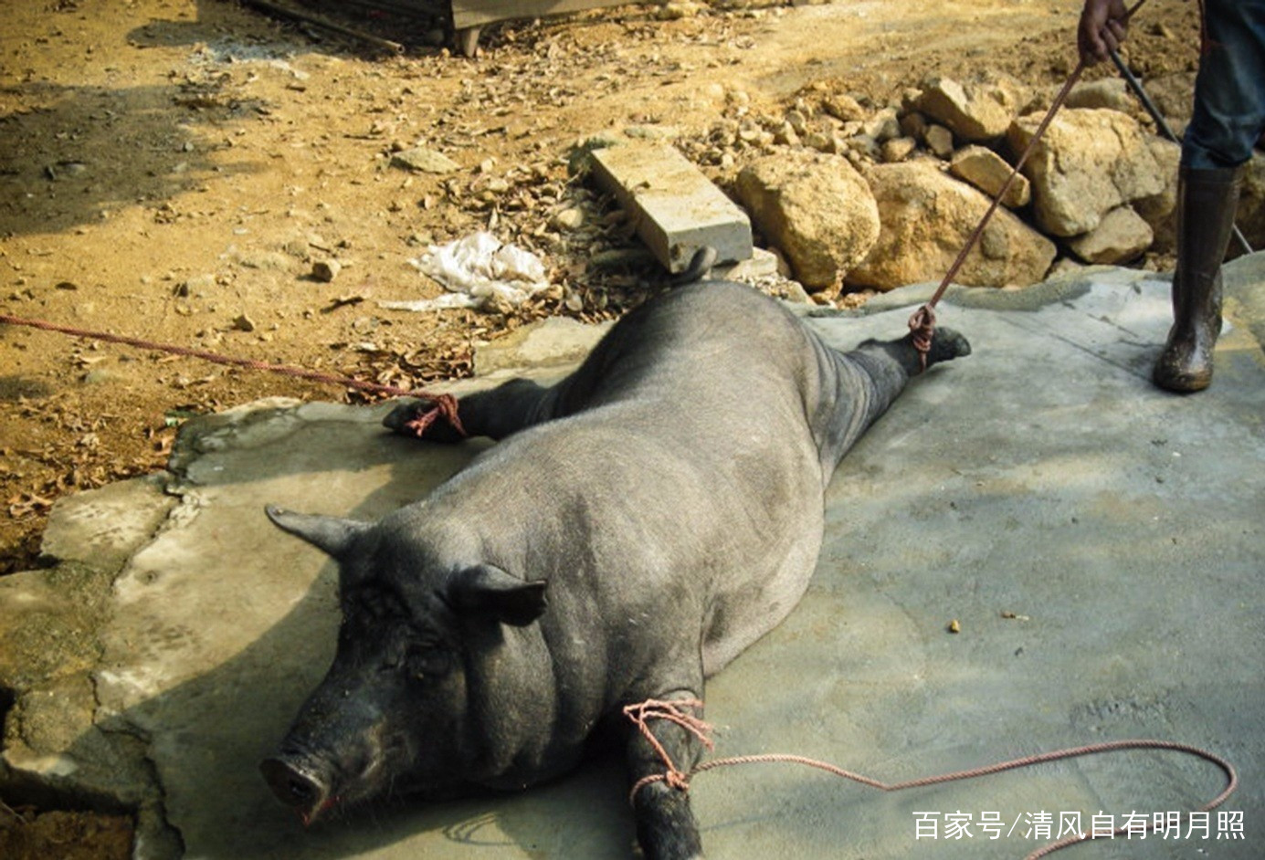 王小波《一只特立独行的猪》：谁是王小波？谁是猪？谁特立独行？_百科TA说
