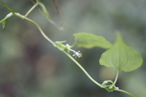 竹叶子（鸭跖草科竹叶子属植物）_百度百科