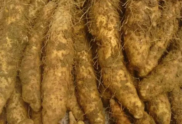  p data-id="tat5yqjwcaba">姜薯是薯蓣科薯蓣属缠绕藤本植物.