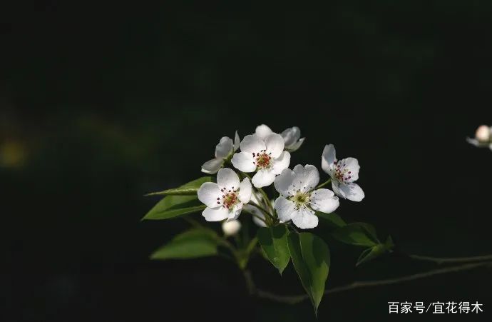 棠梨鉴赏｜东风二月淮阴郡，唯见棠梨一树花_百科TA说