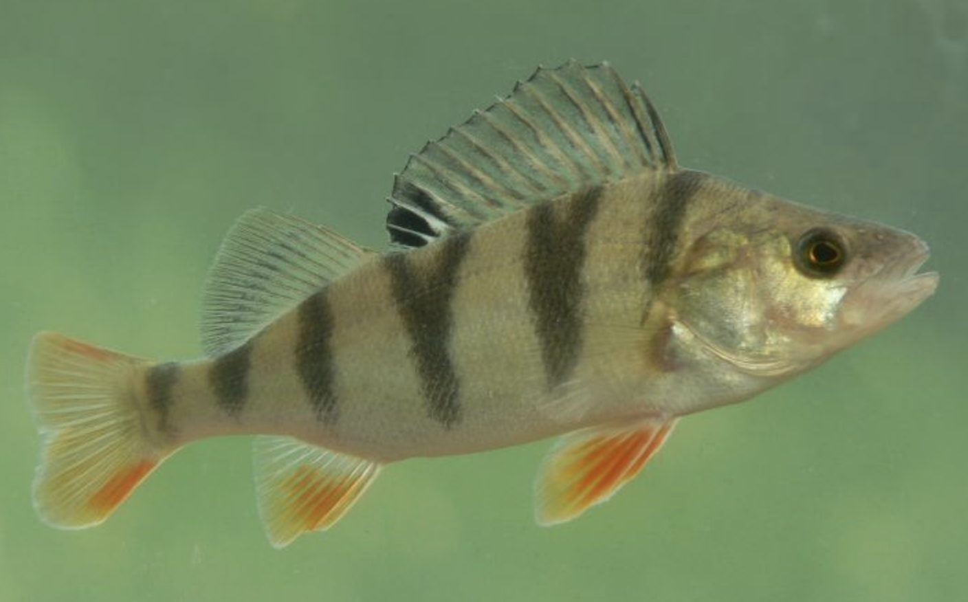  p>河鲈(学名: i>perca fluviatilis /i>)是鲈科,鲈属鱼类.