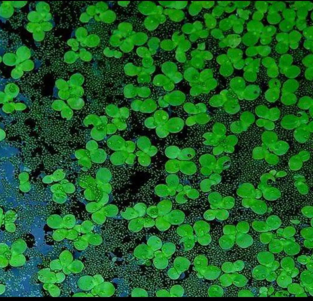  p data-id="txtbwmyuhrcp">浮萍( i>lemna minor /i> l.
