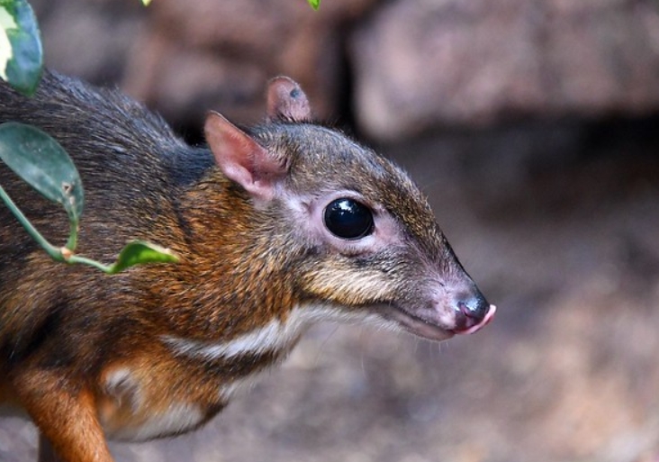  p>爪哇鼷鹿(学名: i>tragulus javanicus /i>):是鼷鹿科,鼷鹿属动物.