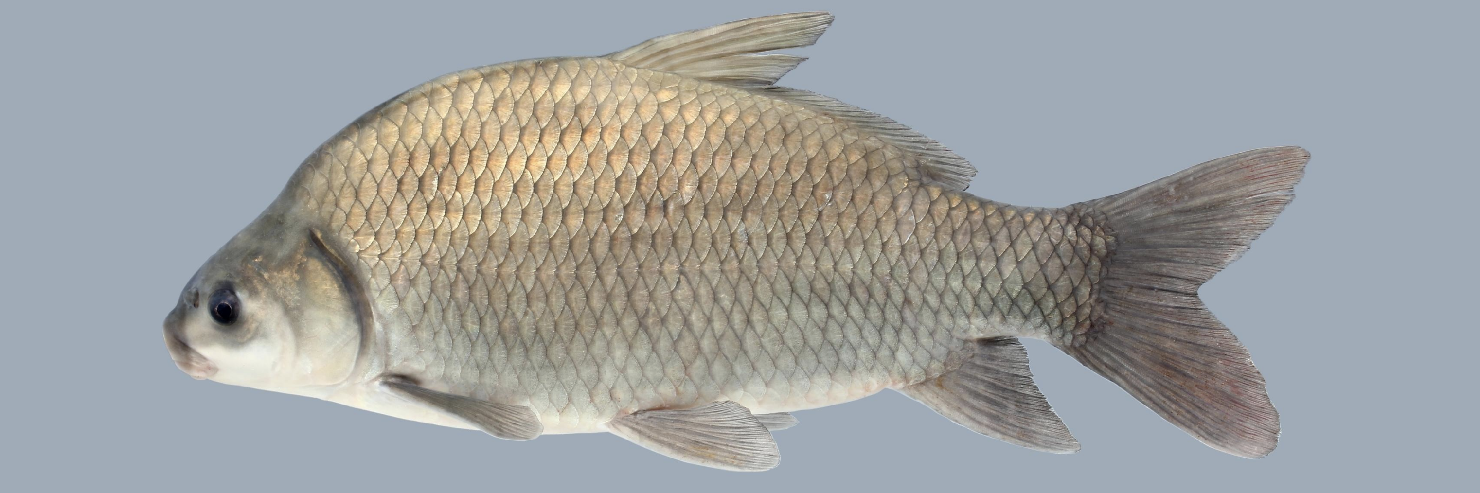  p>小口牛胭脂鱼(学名: i>ictiobus bubalus /i>)是胭脂鱼科,牛胭脂鱼