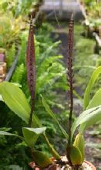 大眼镜蛇石豆兰