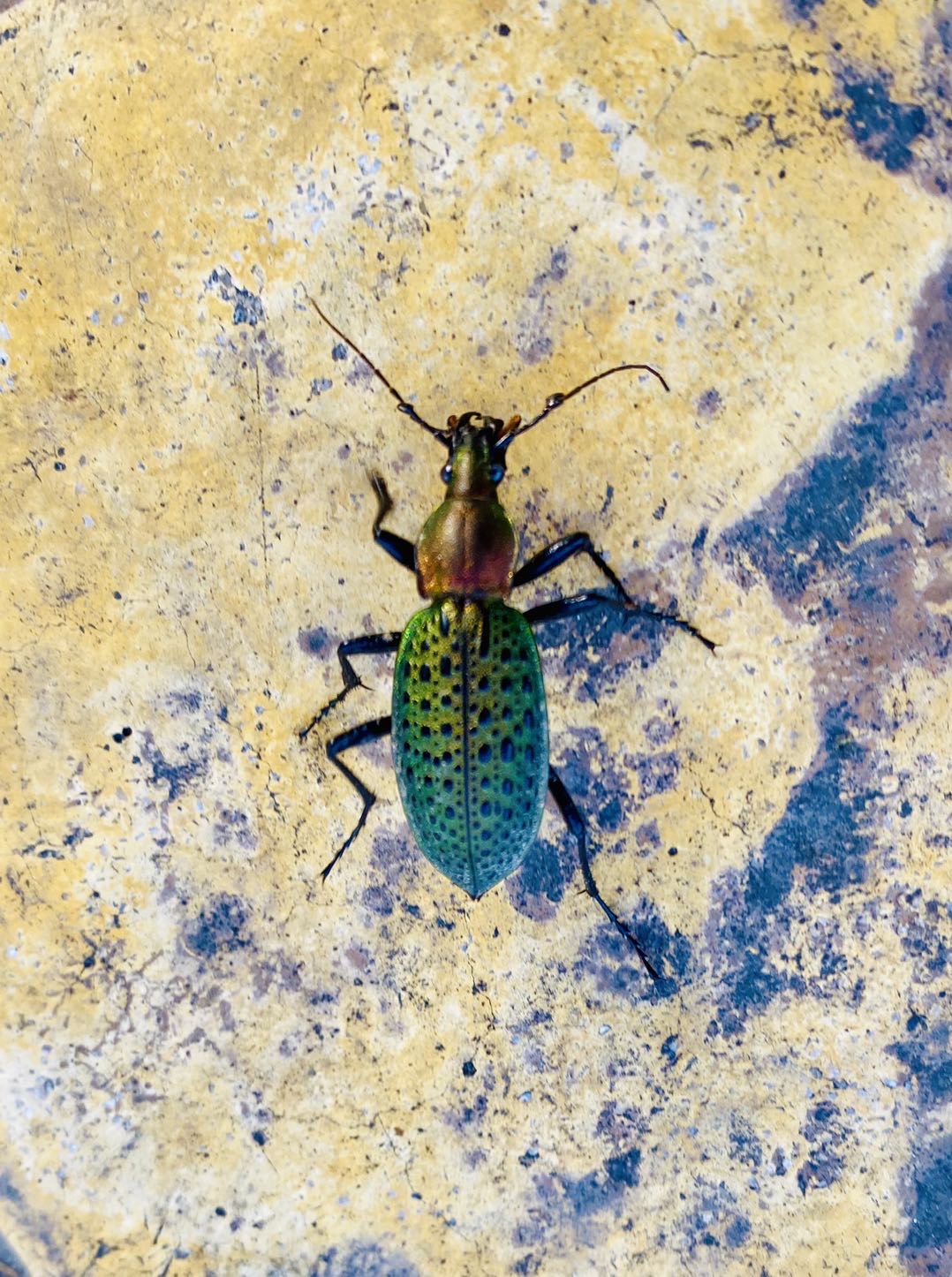  p data-id="go0eccfb6j">拉步甲(学名: i>