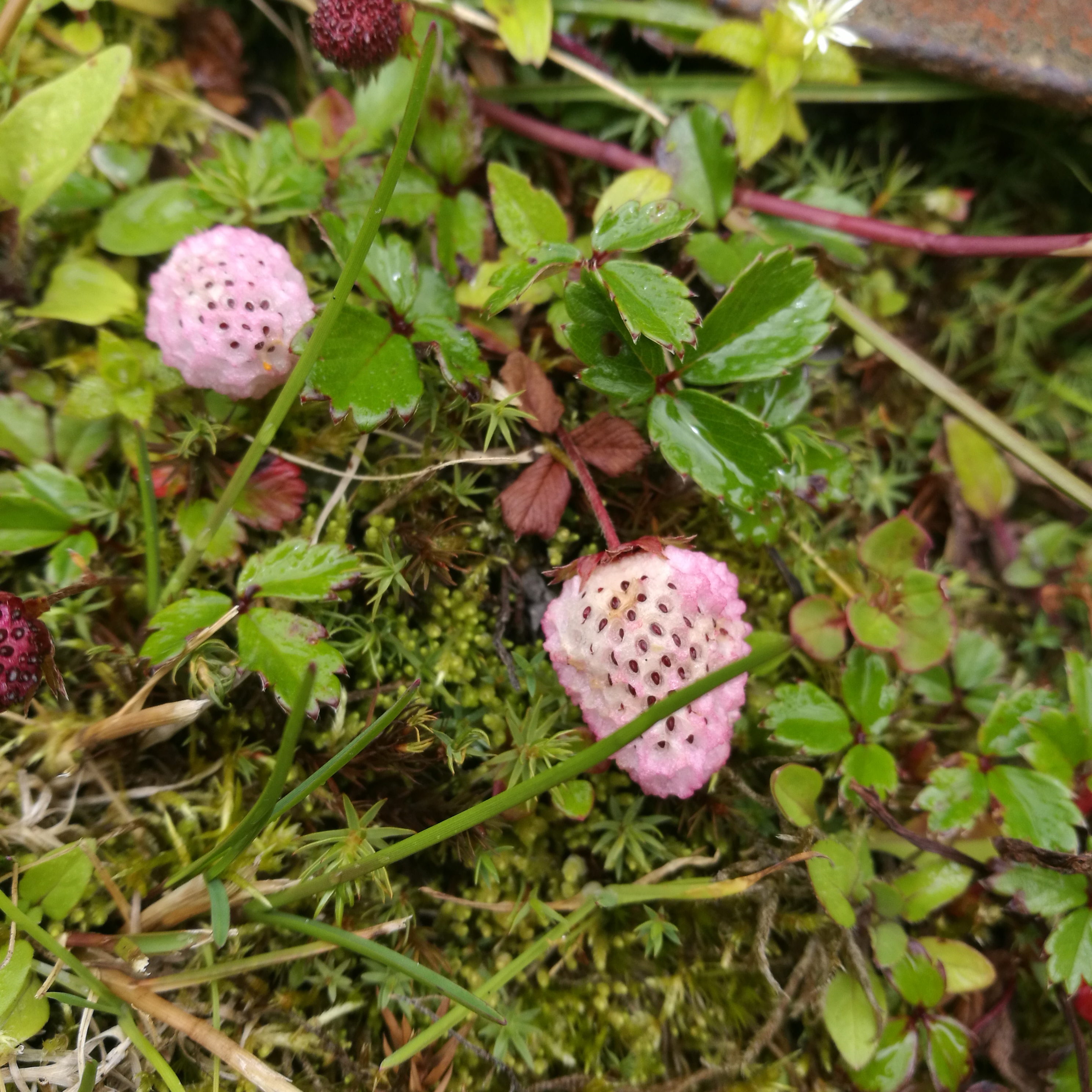  p>裂萼草莓(学名:fragaria daltoniana j.