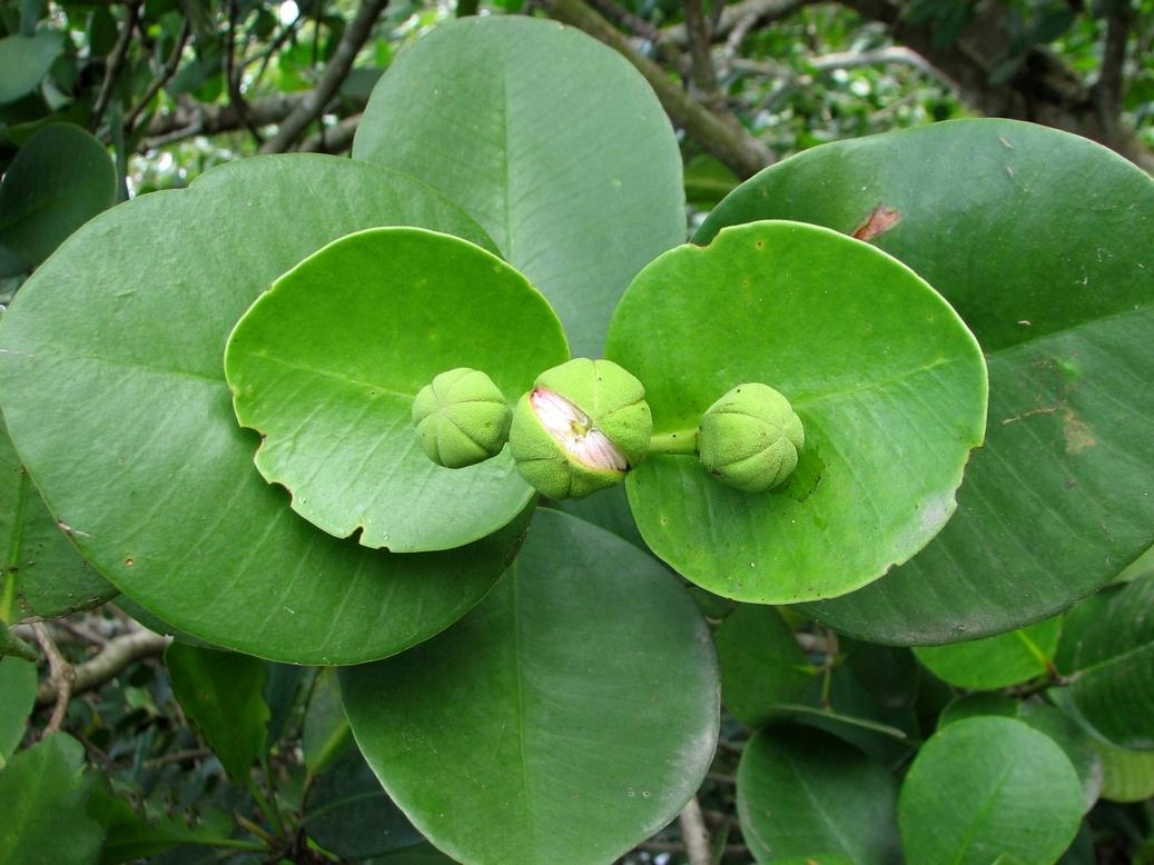 ">卵叶海桑( i>sonneratia ovata /i> backerr)是千屈菜科,海桑属 a