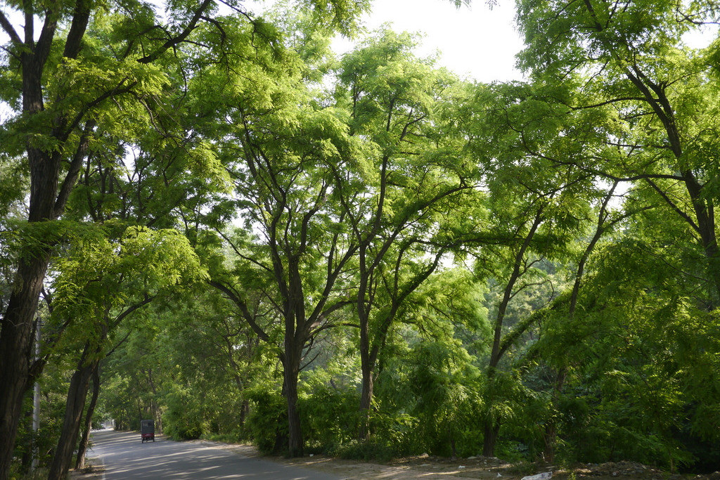 沈丘槐树生态园