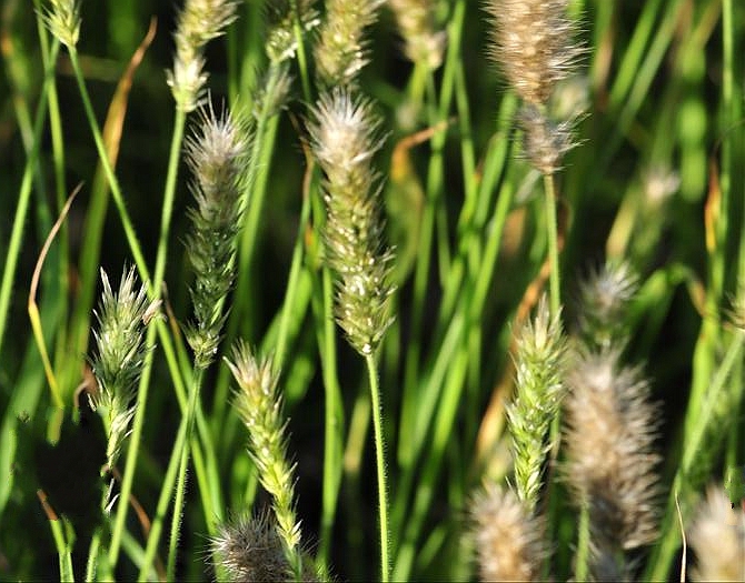 beauvois)是禾本科,九顶草属多年生密丛 a target="_blank" href="