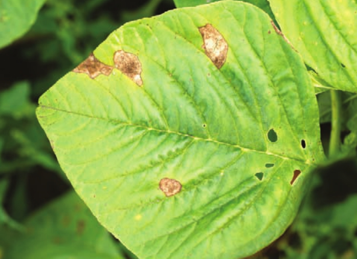 href="/item/苋菜/225102" data-lemmaid="225102">苋菜 /a>的病害