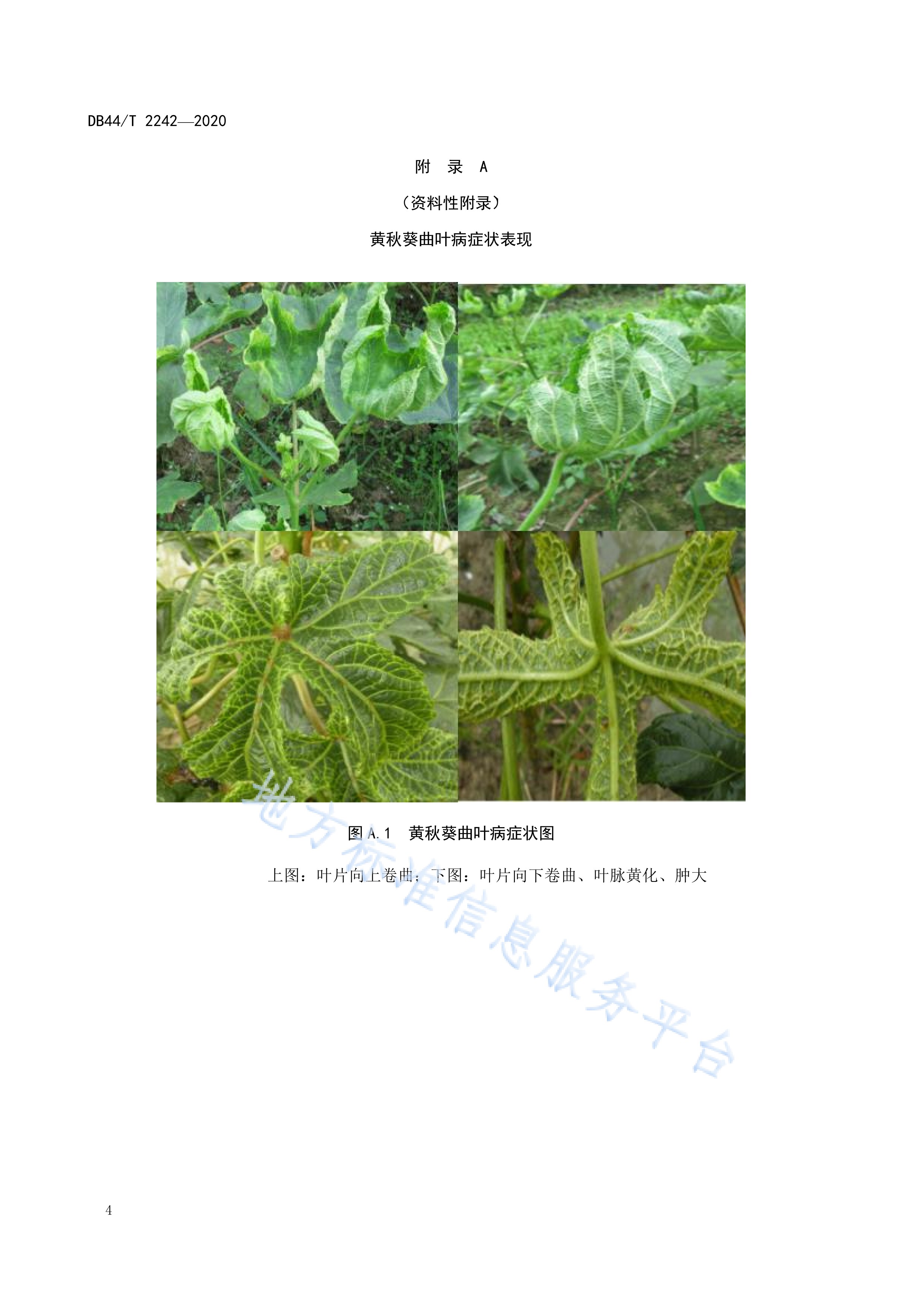 黄秋葵曲叶病绿色防控技术规程