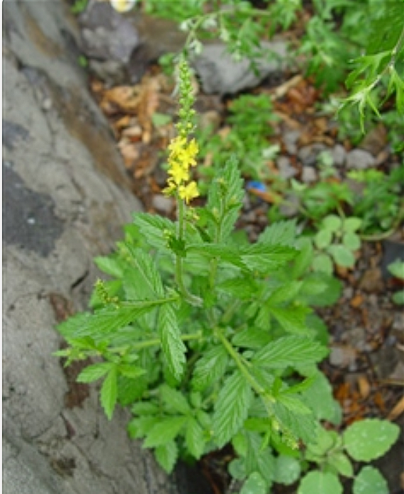  p>龙牙草(学名: i>agrimonia pilosa  /i>ldb.