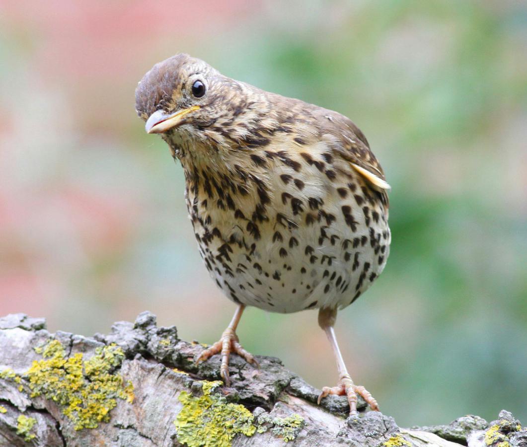  p>欧歌鸫(学名: i>turdus philomelos /i>)是鸫科,鸫属型鸟类,体长22