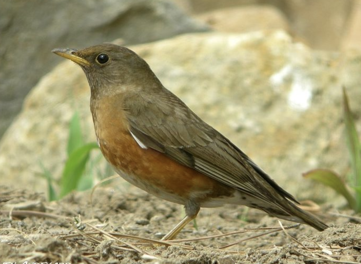  p>赤胸鸫(学名: i>turdus chrysolaus /i>)是鸫科,鸫属中型鸟类,体长