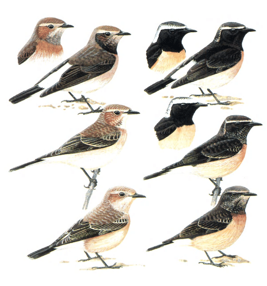  p>白顶   (学名: i>oenanthe pleschanka /i>)为鹟科,   属小型鸟类