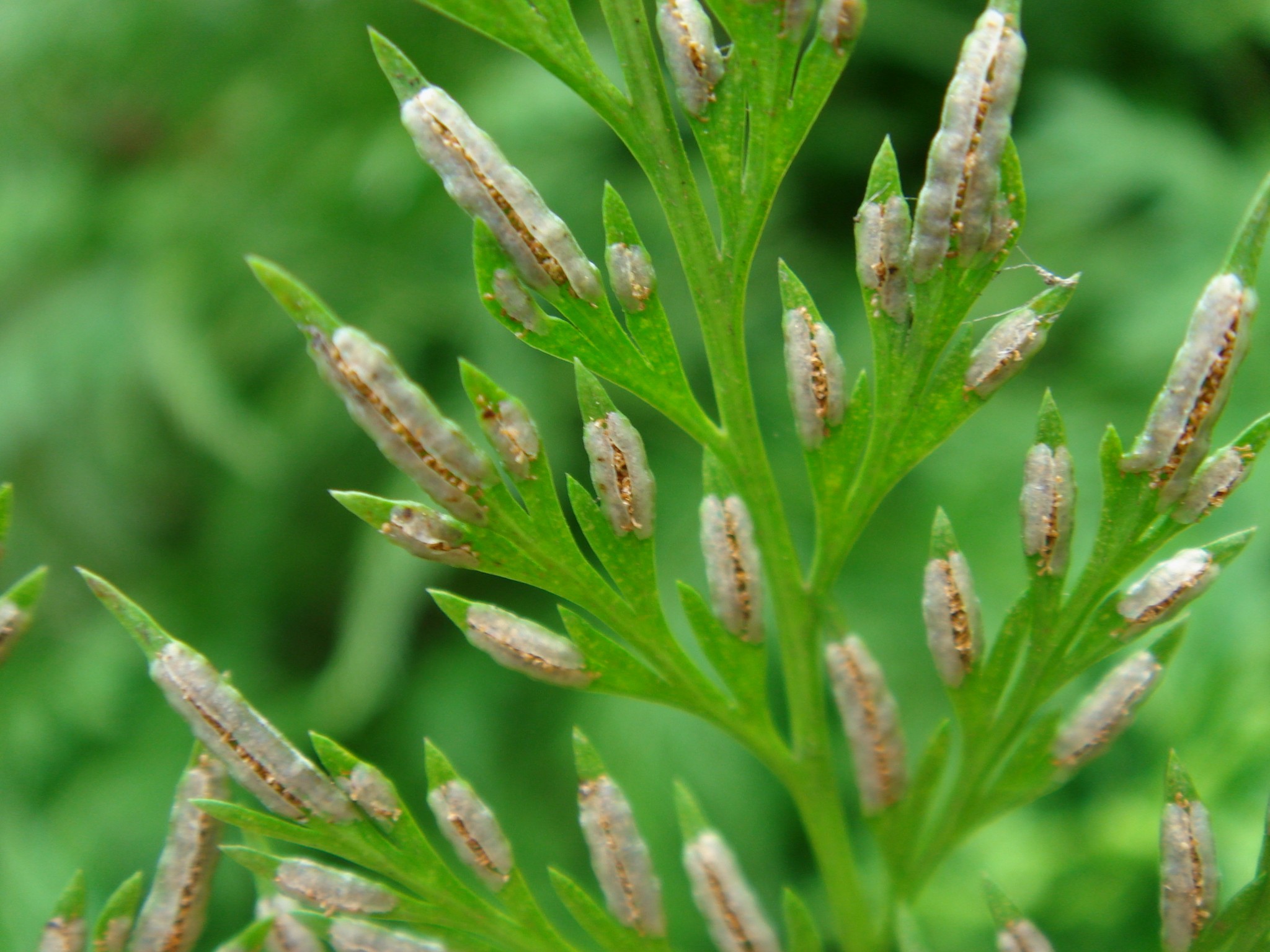 是中国蕨科,金粉蕨属植物.