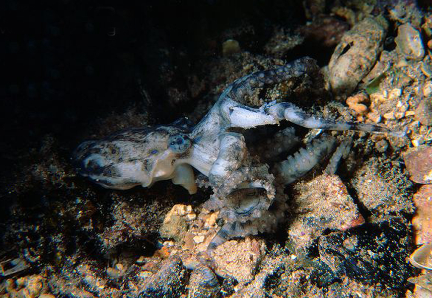  p>斑点豹纹蛸(学名: i>hapalochlaena maculosa /i>):体长约20厘米.