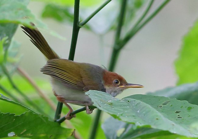  p>栗冠缝叶莺(学名: i>orthotomus castaneiceps /i>):小型 a href="