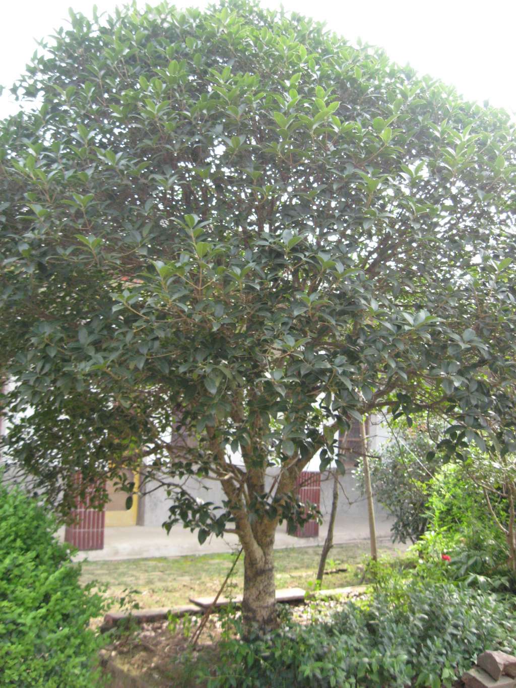 ulmus parvifolia jacq.