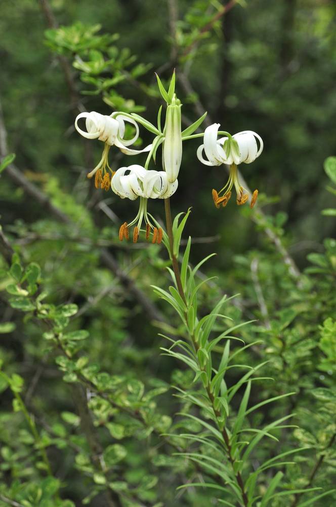  p>厚瓣玉凤花(学名: i>habenaria delavayi /i> finet)是 a target="
