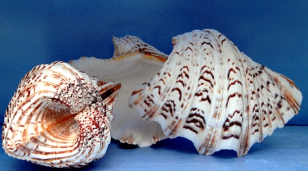  p>水生动物(aquatic animal)是指主要在水中生活的动物.