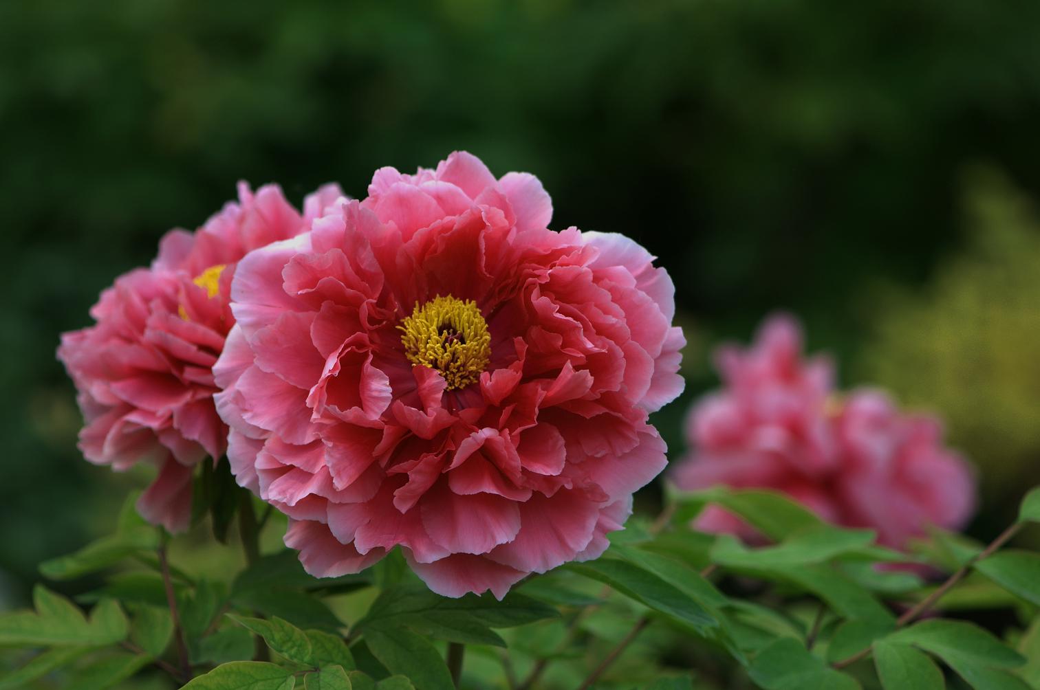 洛阳牡丹节(洛阳牡丹节什么时候结束)