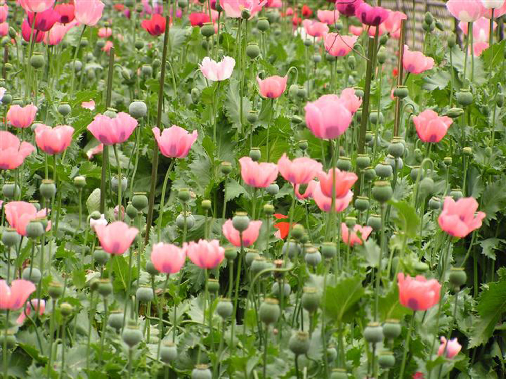  p>长荚罂粟,这是一种野生罂粟花,在德国及北海沿岸一带普遍栽培这种