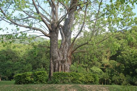  p>杨桐属(学名:adinandra jack), a href="#" data-lemmaid="3223880