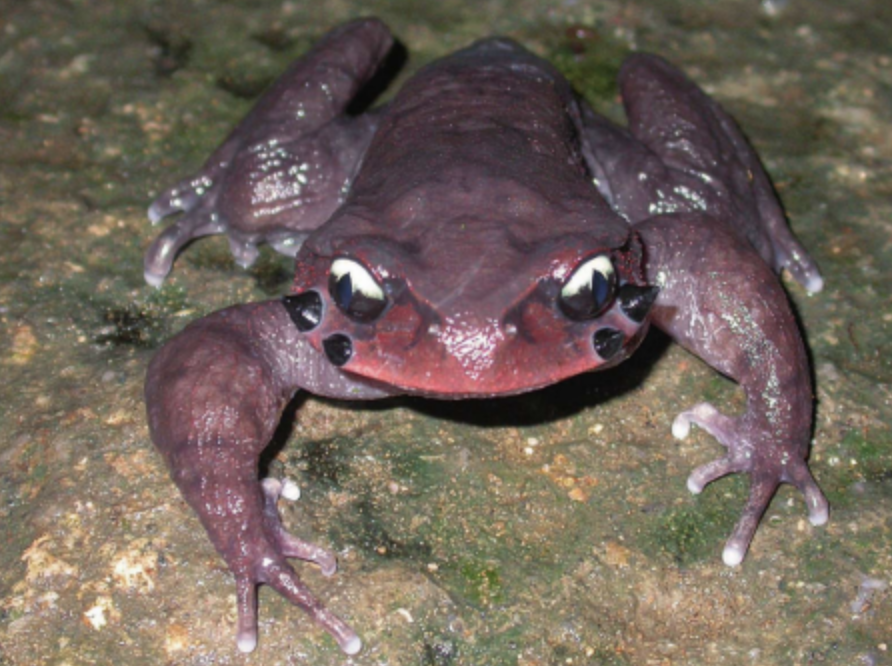  p>雷山髭蟾(学名: i>leptobrachium leishanense /i>)是角蟾科,拟