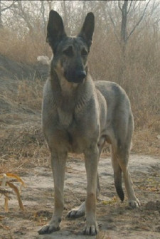 中华狼青犬_百度百科