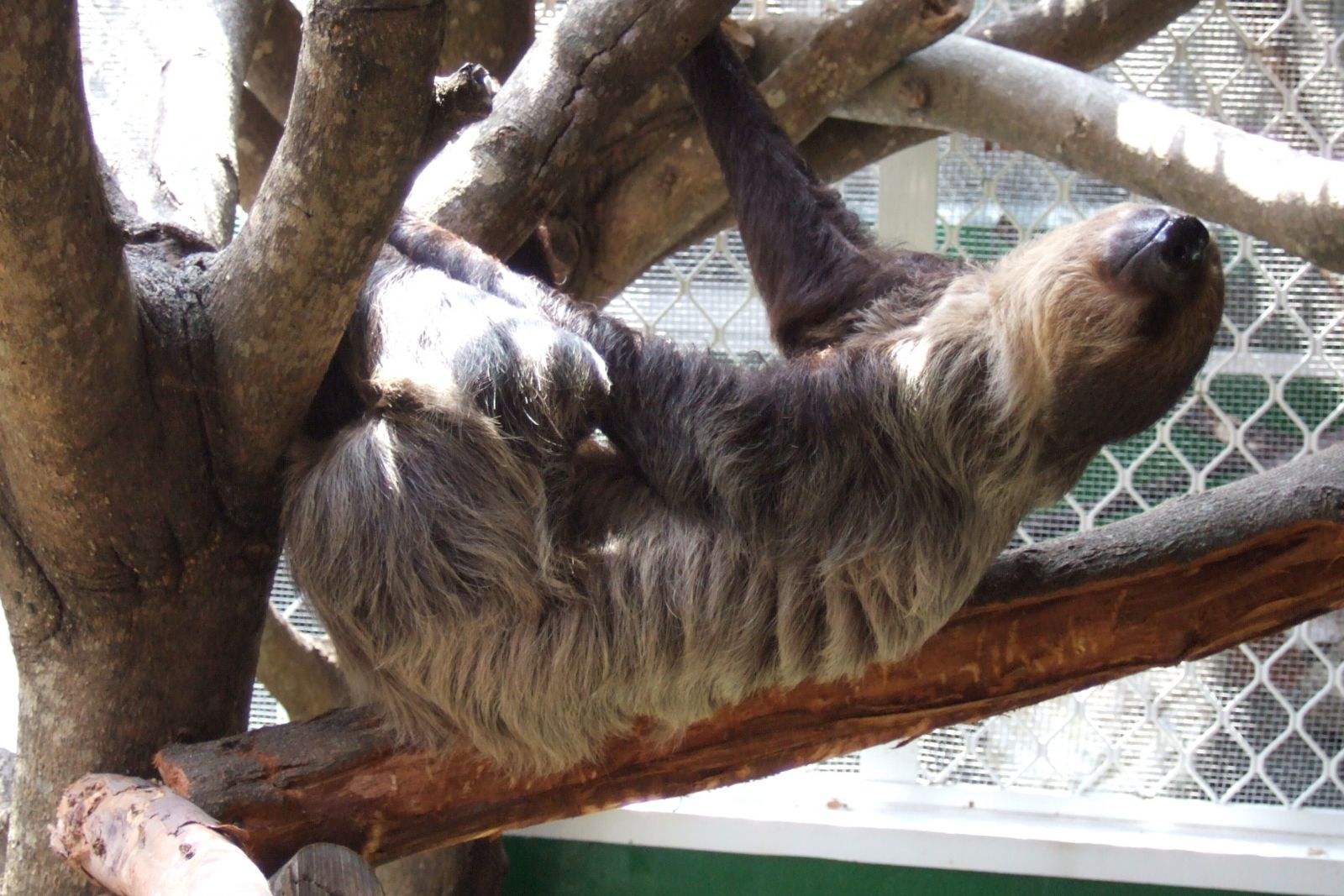  p>披毛目(学名:pilosa)是胎盘类哺乳动物下的一个目.