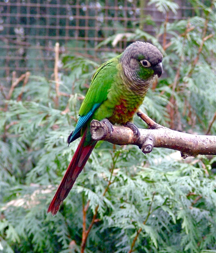  p>赤尾锥尾鹦鹉(学名:pyrrhura molinae phoenicura )是 a href="#"