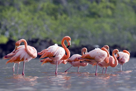  p>红鹳(学名: i>phoenicopterus roseus /i>)是红鹳科红鹳属的鸟类