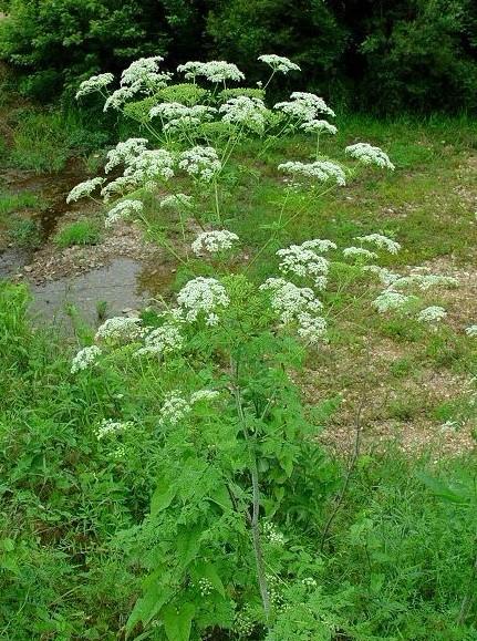 conium maculatum l.