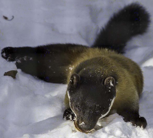  p>黄喉貂(学名: i>martes flavigula /i>):共有10个 a target="