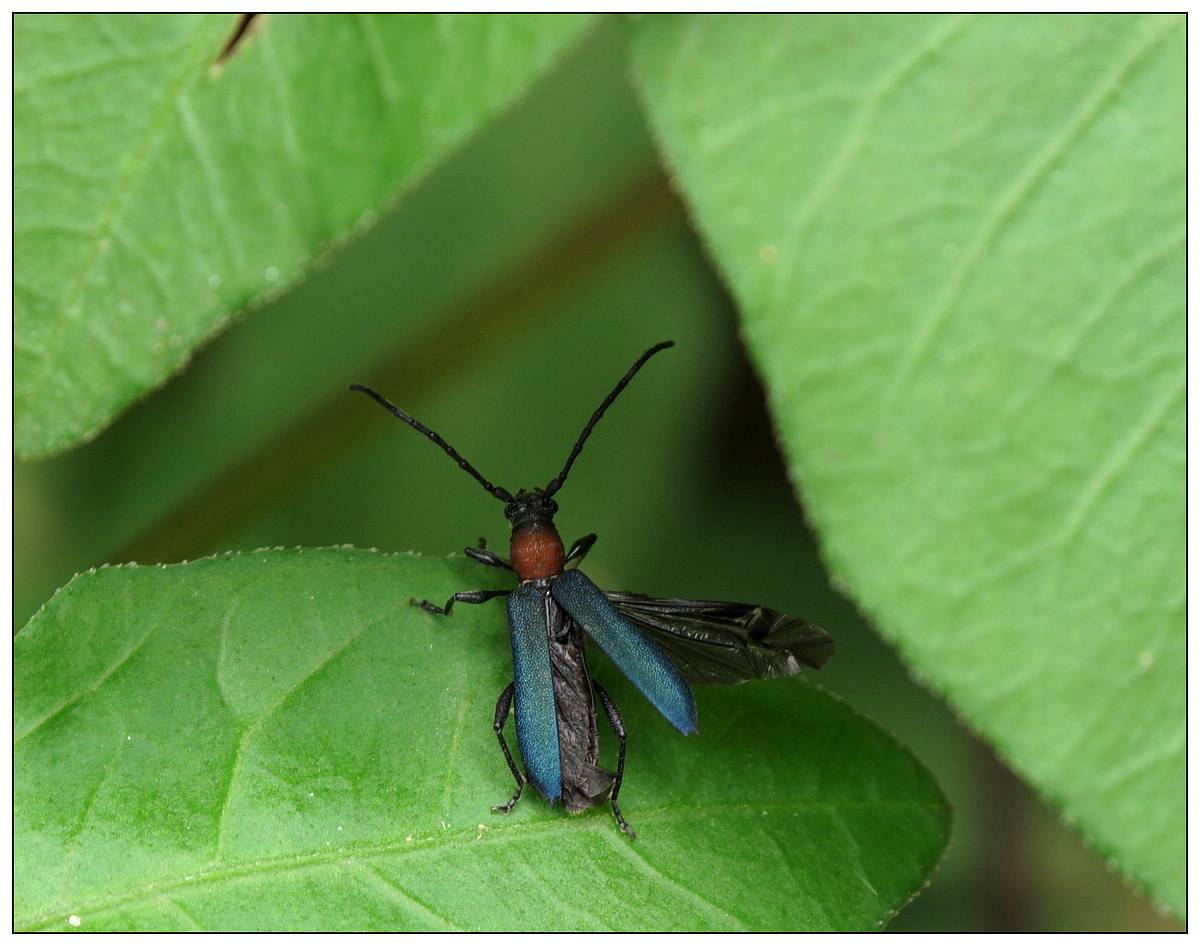  p>弹尾目(collembola)通称 a href="#" data-lemmaid="6300493">跳虫