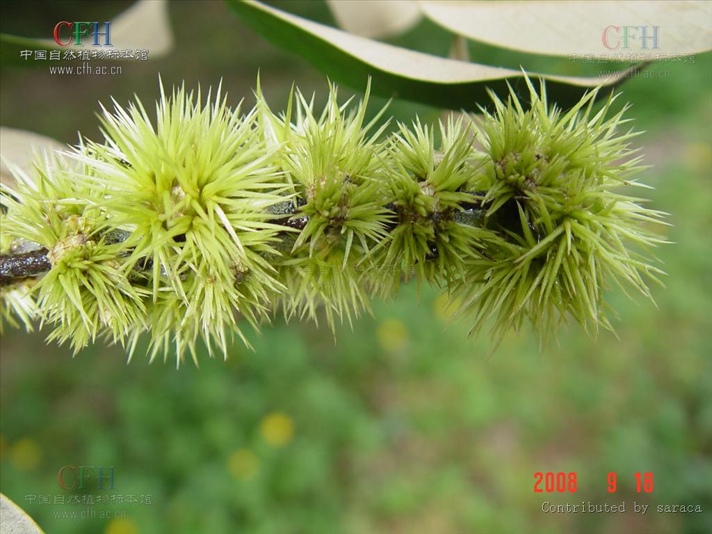  p>红锥( i>castanopsis hystrix /i>  miq.),乔木,高达25米,胸径1.