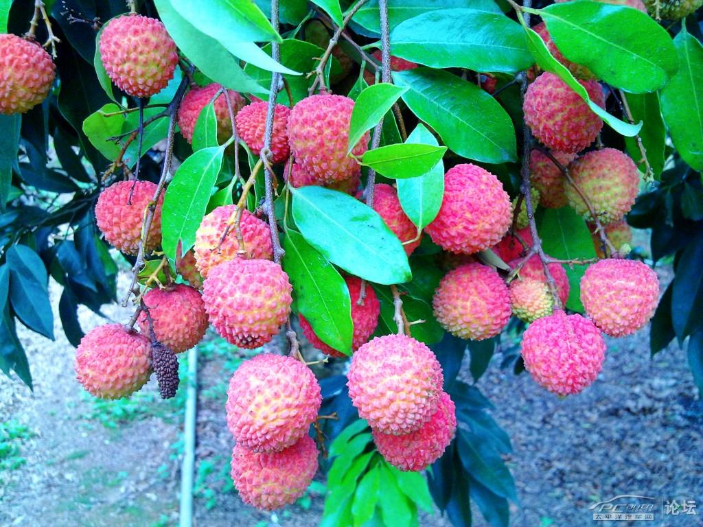  p>桂味荔枝是一个荔枝品种,简称为桂味,属于无患子科荔枝属植物. /p>