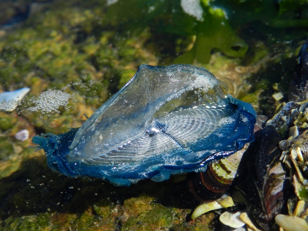 (学名: i>velella velella /i>)是水螅纲银币水母科帆水母属的海生 a