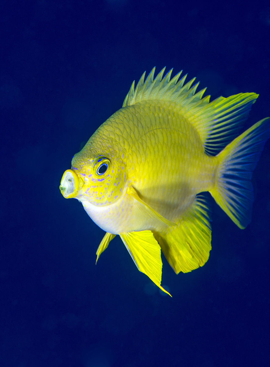 绿身宽刻齿雀鲷