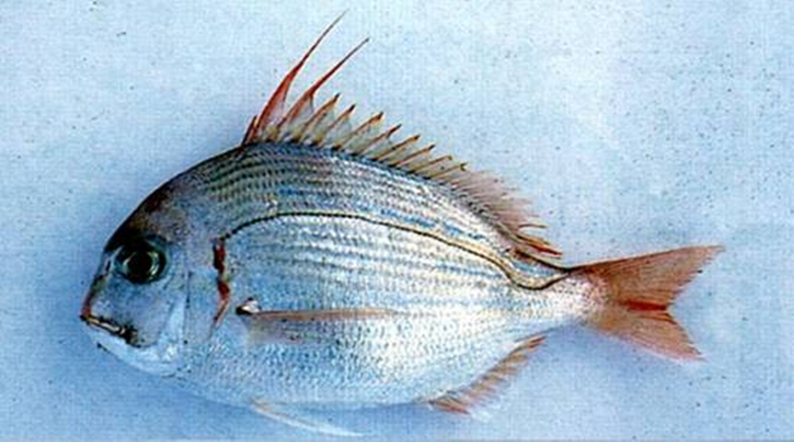  p>犁齿鲷,为鲷科 a target="_blank" href="/item/血犁齿鲷">血犁齿