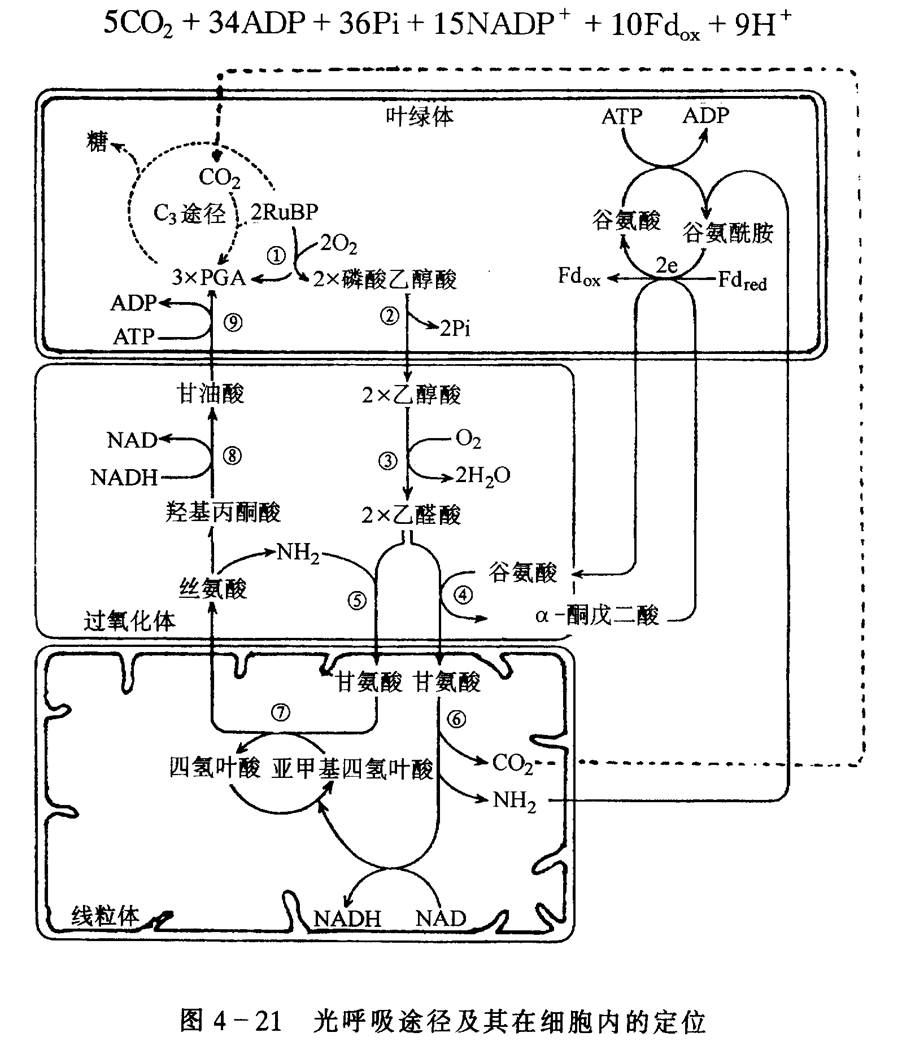 为绿叶内的乙二醇酸的 a target="_blank" href="/item/代谢途径