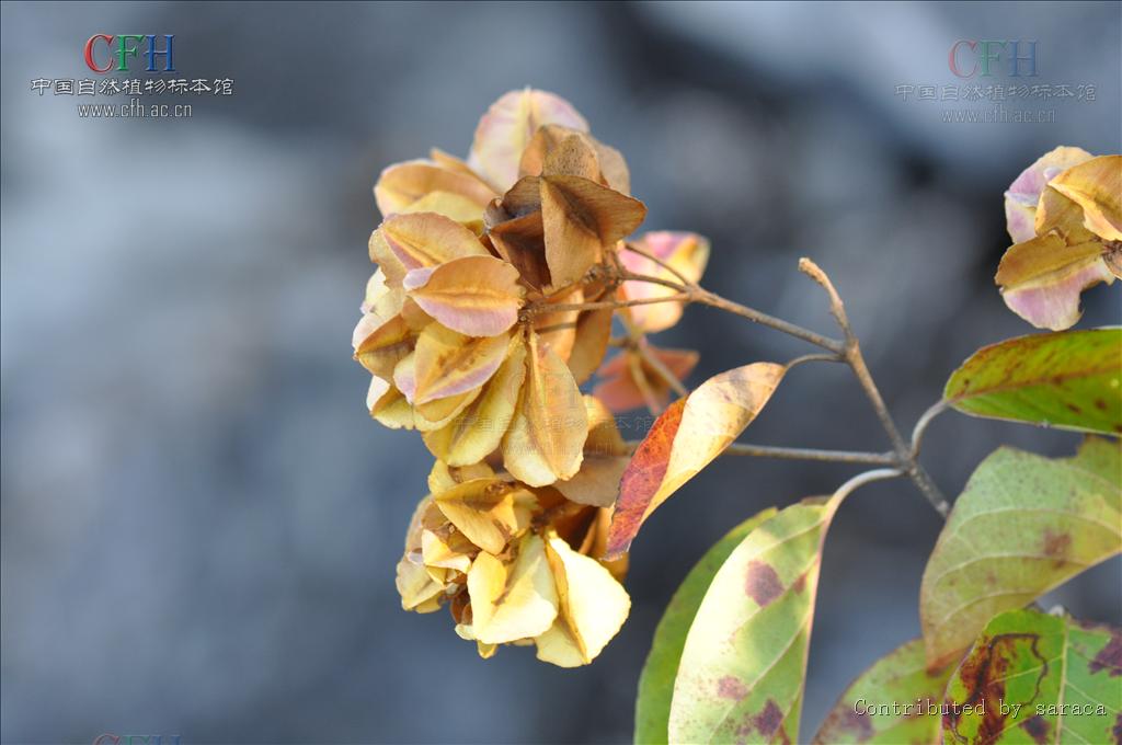 href="#" data-lemmaid="8380905">使君子科 /a>, a href="#">风车子