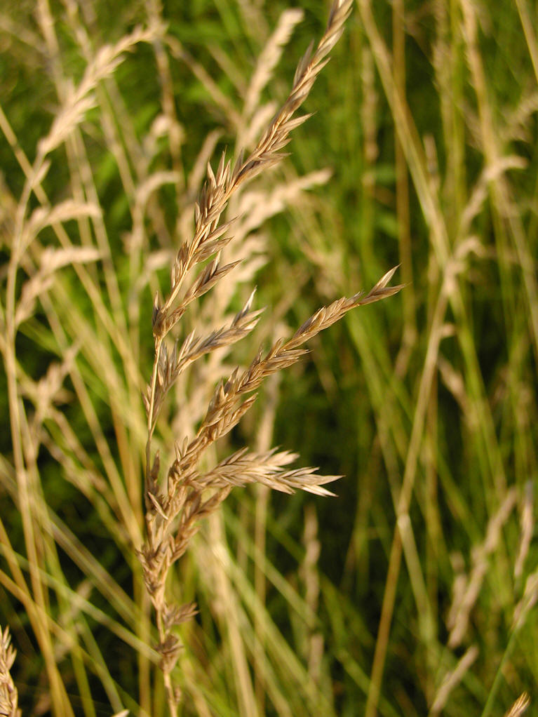 是禾本科,羊茅属多年生 a href="#" data-lemmaid="541696">草本 /a>