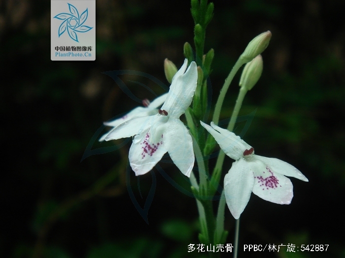  p> b>多花山壳骨 /b>(学名: i>pseuderanthemum polyanthum /i>)是爵