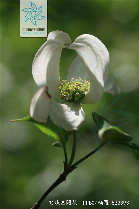  p>多脉四照花是(学名: i>dendrobenthamia multinervosa /i> (pojark