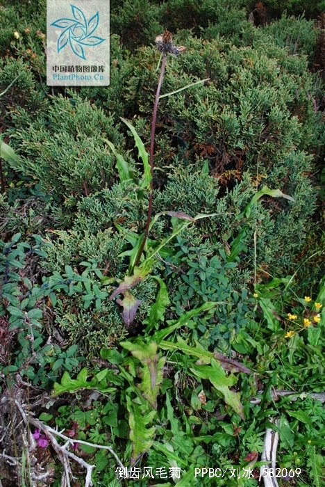  p>倒齿风毛菊(saussurea cochlearifolia y. l. chen &amp; s.